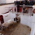 Sorteo toros viernes