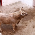 Sorteo toros viernes