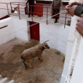 Sorteo toros viernes