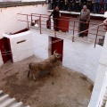 Sorteo toros viernes