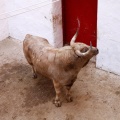 Sorteo toros viernes