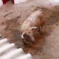 Sorteo toros viernes