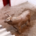 Sorteo toros viernes