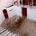 Sorteo toros viernes