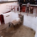Sorteo toros viernes