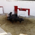 Sorteo toros viernes