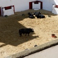 Sorteo toros viernes