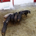 Sorteo toros viernes