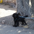 Castellón, Germandat dels Cavallers de la Conquesta, Magdalena 2012