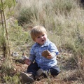Castellón, nace un niño, nace un árbol
