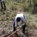 Castellón, nace un niño, nace un árbol