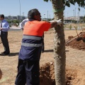 Castellón, Por una ciudad verde 2012