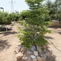 Castellón, Afanias 2012