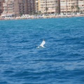 Castellón, Regata San Jaime en Oropesa. Sábado 28 de julio