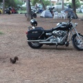 Castellón,  Harley Davidson
