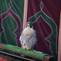 Castellón, Feria Medieval de Mascarell