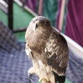 Castellón, Feria Medieval de Mascarell