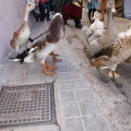 Castellón, Feria Medieval de Mascarell