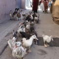 Castellón, Feria Medieval de Mascarell