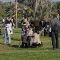 Castellón, plantación de árboles