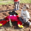 Castellón, plantación de árboles