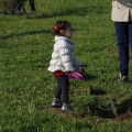 Castellón, plantación de árboles