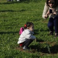 Castellón, plantación de árboles