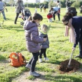 Castellón, plantación de árboles