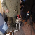 Castellón, Sant Antoni 2013