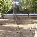 Anillamiento de aves