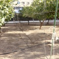 Anillamiento de aves