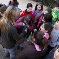 Anillamiento de aves