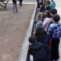 Anillamiento de aves