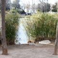 Anillamiento de aves