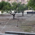 Anillamiento de aves