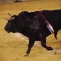 Castellón, Magdalena 2013