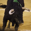 Castellón, Magdalena 2013