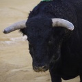 Castellón, Magdalena 2013