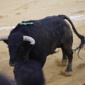 Castellón, Magdalena 2013