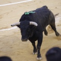 Castellón, Magdalena 2013