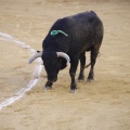 Castellón, Magdalena 2013