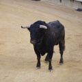 Castellón, Magdalena 2013