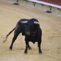 Castellón, Magdalena 2013