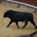 Castellón, Magdalena 2013