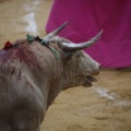 Castellón, Magdalena 2013