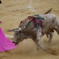 Castellón, Magdalena 2013