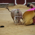 Castellón, Magdalena 2013