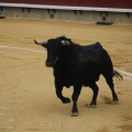Castellón, Magdalena 2013