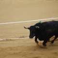 Castellón, Magdalena 2013