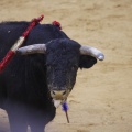 Castellón, Magdalena 2013